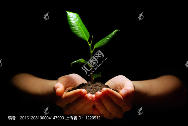 植物