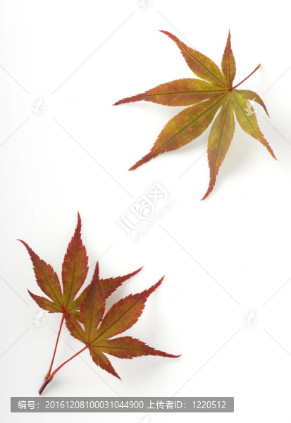 秋天的葉子