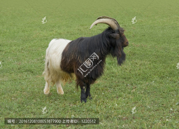 Valais,Blackneck的山羊