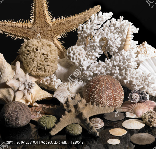 海洋生物裝飾