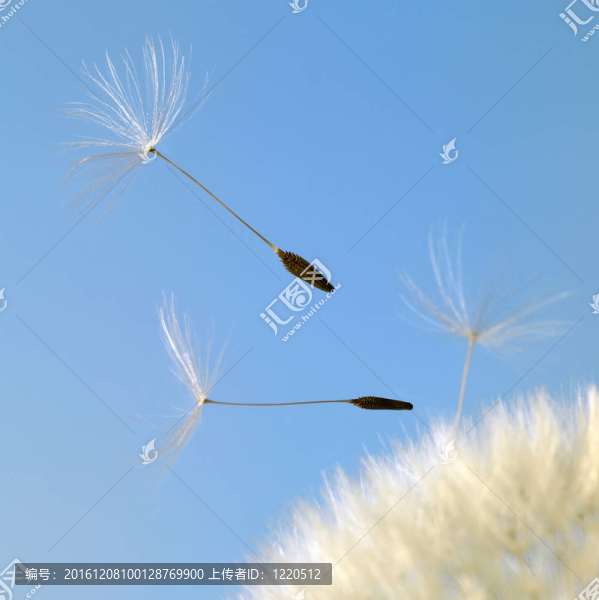 在藍色的背面飛蒲公英種子