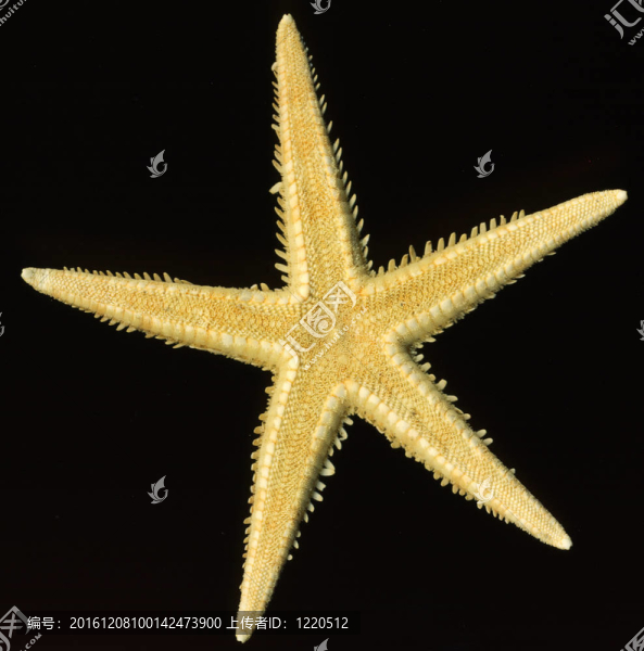 海星在黑色