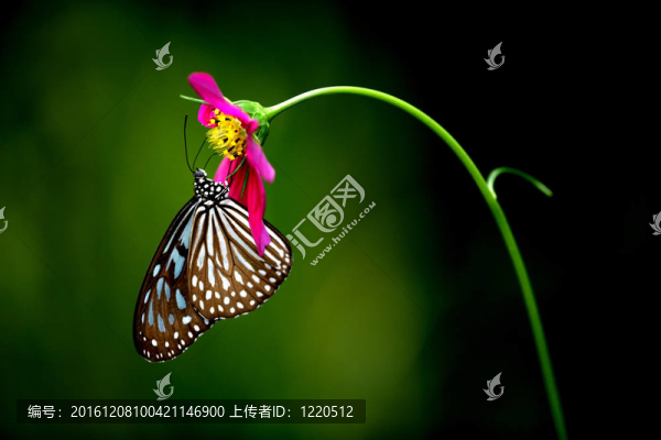熱帶雨林蝴蝶