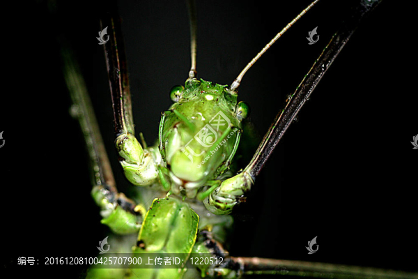 熱帶雨林龍grasshop