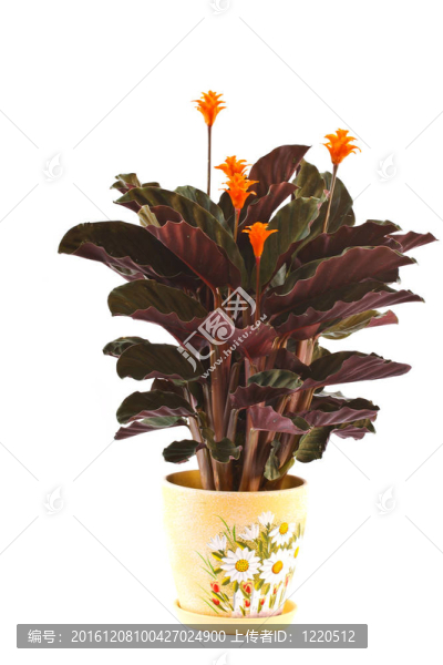 肖竹芋屬