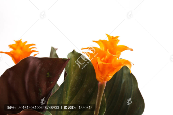 肖竹芋屬