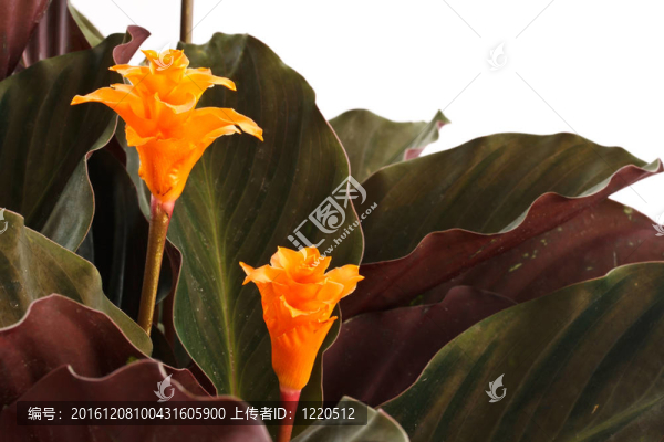 肖竹芋屬
