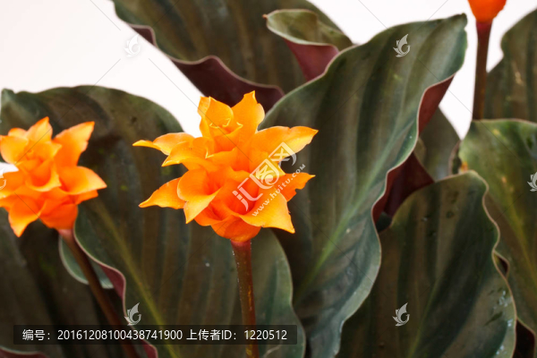 肖竹芋屬