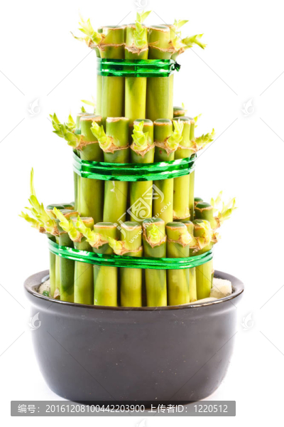 竹