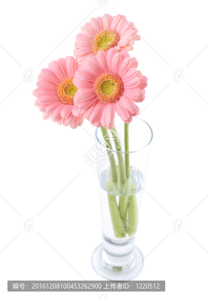 非洲菊的花束