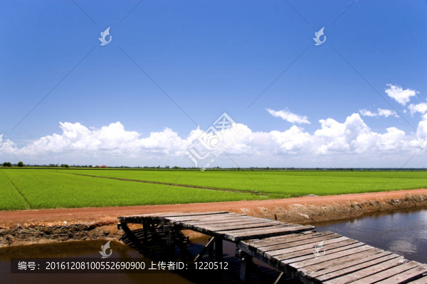 稻田
