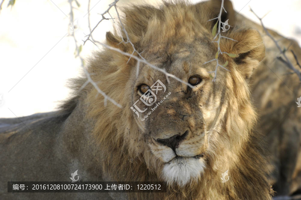 獅子