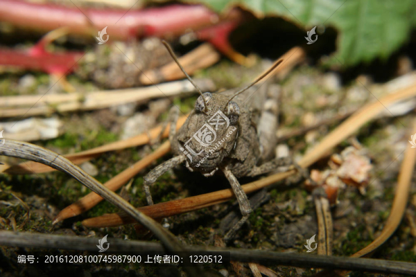 藍(lán)翅蝗蟲（Oedipoda,caerulescens）