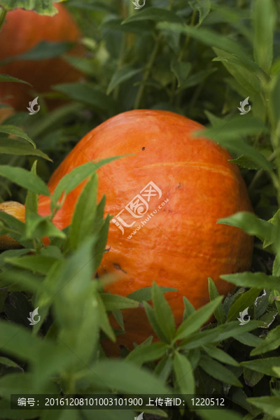 花園