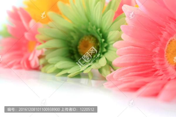 豐富多彩的非洲菊