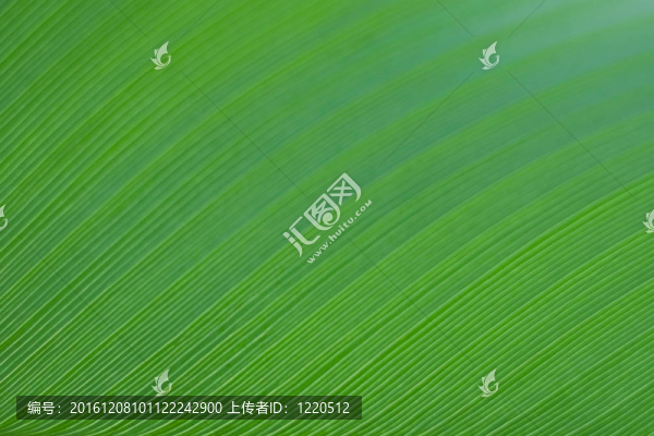 香蕉葉