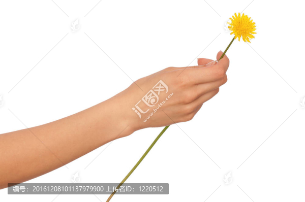 黃色的蒲公英