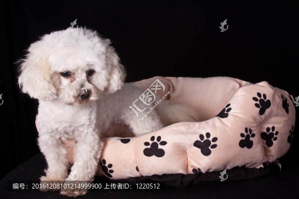狗在籃子里