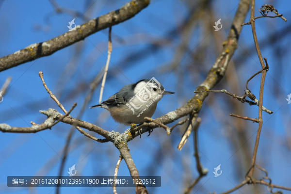 白胸鳾
