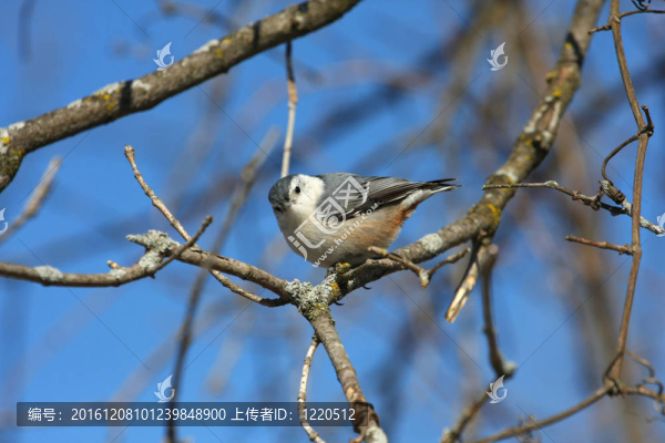 白胸鳾