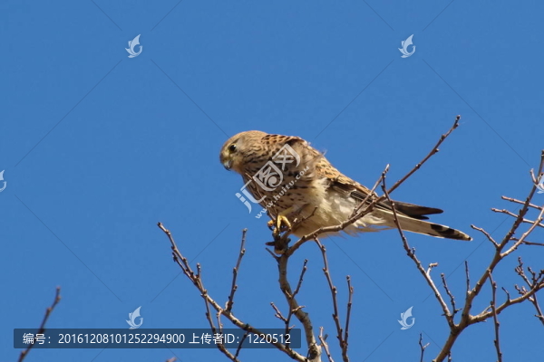 紅隼；Falco,tinnunculus