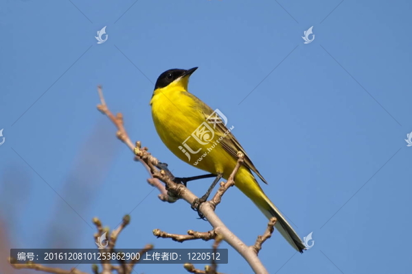 黃眉黃鹡鸰