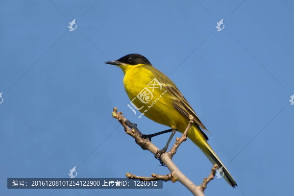 黃眉黃鹡鸰