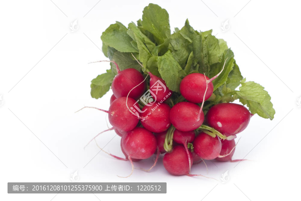小蘿卜