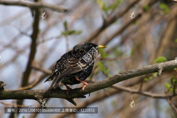椋鳥Sturnus,vulgaris-匯圖網(wǎng) www.fosd68.com 椋鳥Sturnus,vulgaris