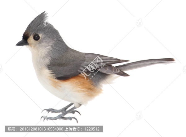 胡山雀；Baeolophus,bicolor；分離