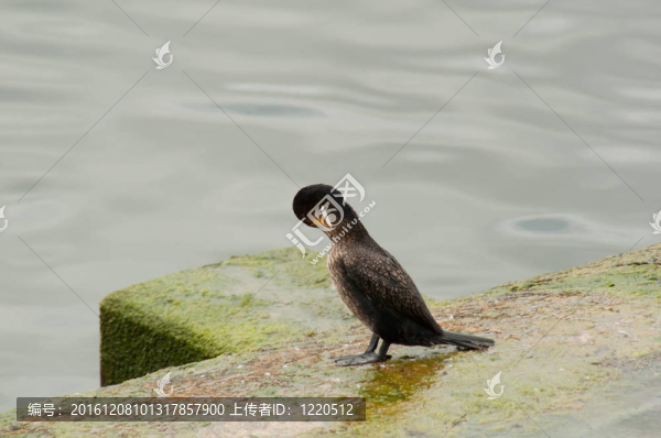 打扮海鳩