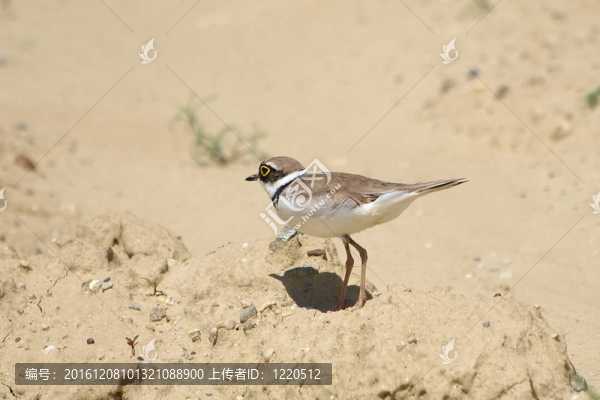 小環(huán)形千鳥；