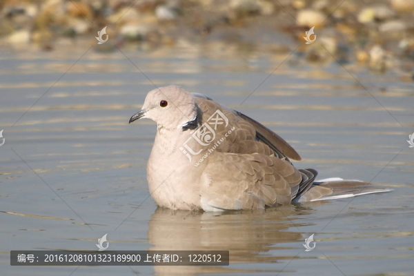 灰斑鳩；