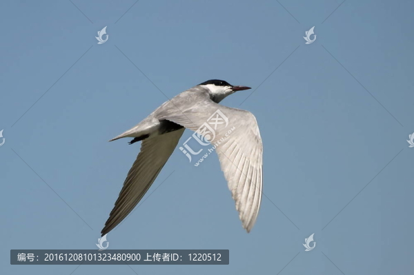 普通燕鷗；Sterna,hirundo