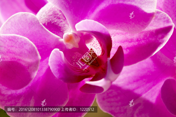 蘭花