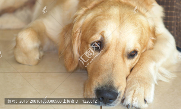 金毛獵犬