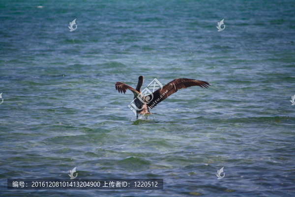 鵜鶘降落