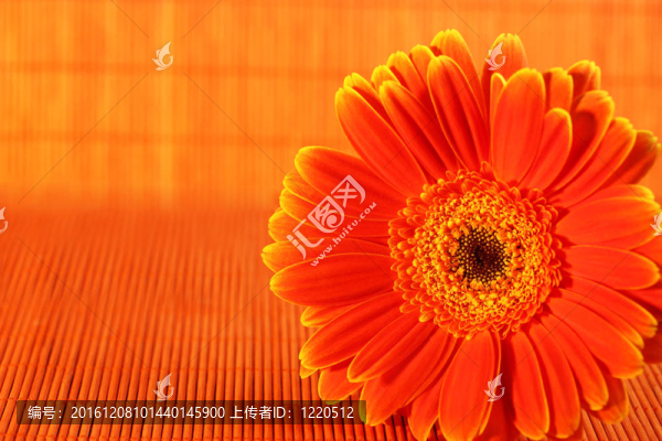 橙色背景橙花