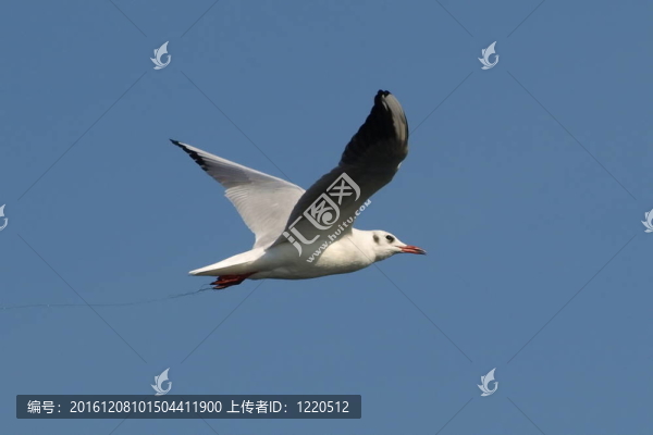 紅嘴鷗Larus,ridibundus