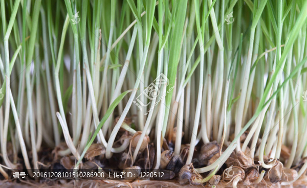 鮮綠豆芽片
