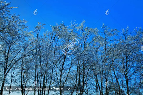 樹在冰對天空
