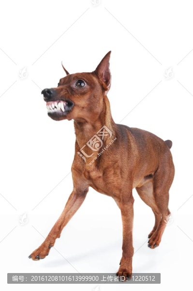迷你杜賓犬。