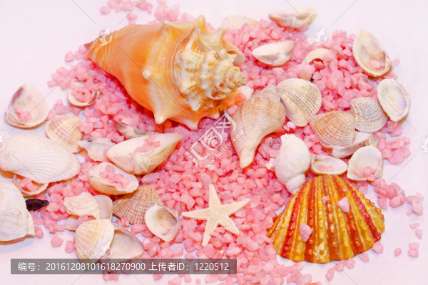 殼