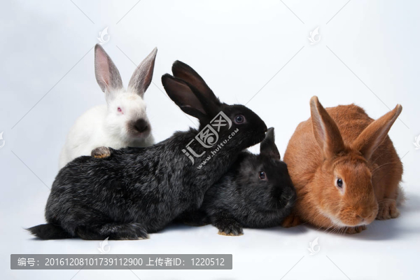 img_1615(1).jpg-匯圖網(wǎng) www.fosd68.com img_1615(1).jpg