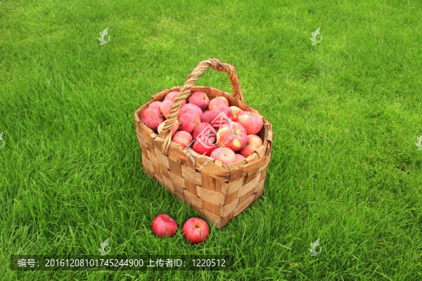 蘋果收成