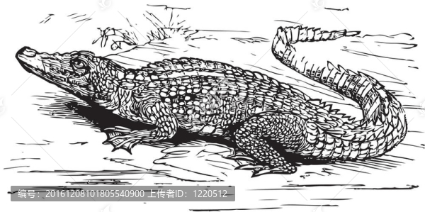 鹽水鱷魚插圖