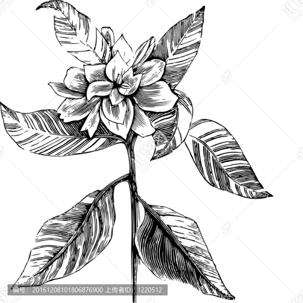 梔子花雕刻插畫