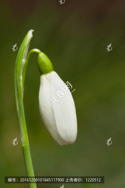 封閉的雪蓮花