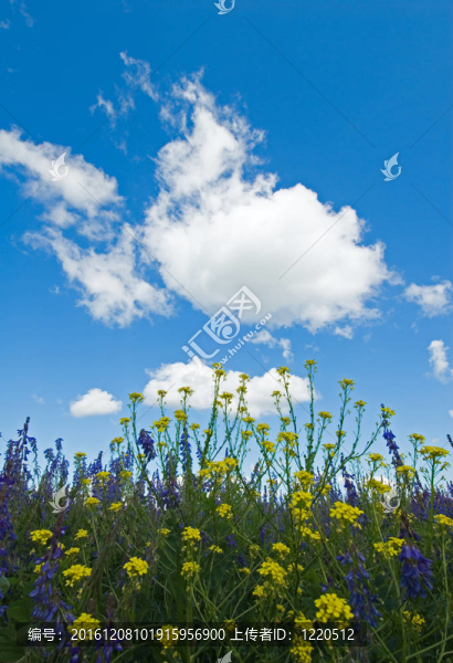花開背景；綠草與藍天
