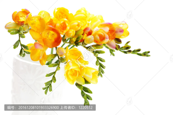 可愛的小蒼蘭